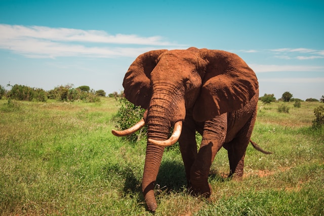 5 Day Tsavo & Amboseli Heritage Safari